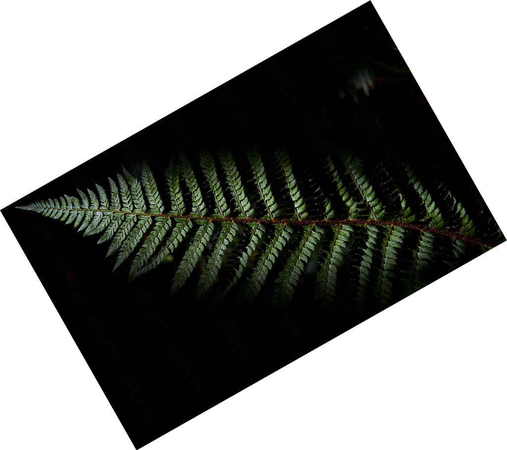 Sunlight filtering through a green fern frond